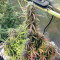 Семена сорта Blue Auto Mazar fem (Dutch Passion)