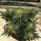 Семена сорта CBD Auto White Widow fem (Dutch Passion)