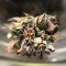 Семена сорта Delhi Friend fem (Dr. Krippling Seeds)