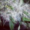 Семена сорта ICE fem (Female Seeds)