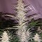 Семена сорта LA Ultra fem (Resin Seeds)