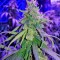 Семена сорта Supreme Kush CBD fem