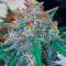 Семена сорта Ultimate Bubba Auto fem (Семяныч)