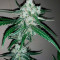 Семена сорта Violet's Wonder Auto fem (Sumo Seeds)