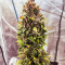 Семена сорта Grateful Dead Auto fem (High Speed ​​Buds)