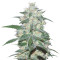Микс семян конопли Indica Pure Origin Collection 8 (World of Seeds)