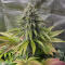 Семена сорта Gorilla Melon fem (FastBuds)
