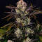 Семена сорта Frostbanger Auto F4 fem (FastBuds)