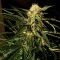 Семена сорта Jamaican Dream fem (Eva Seeds)
