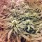 Семена сорта Lithium OG Kush fem (Nirvana Seeds)