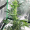 Семена сорта NYC Diesel Auto fem (Barney's Farm)