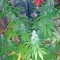Семена сорта Santa Sativa fem (Dinafem Seeds)