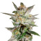 Микс семян конопли Indica Pure Origin Collection 8 (World of Seeds)