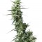 Семена сорта Greenhouse Thai fem