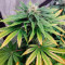Семена сорта 00 Kush fast fem (00 Seeds)