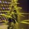 Семена сорта 60 Day Wonder - Autoflower fem