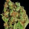 Семена сорта Afgooey fem (Strain Hunters)
