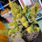Семена сорта Auto Bruce Banner XXL fem (Advanced Seeds)