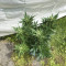 Семена сорта CBD Auto White Widow fem (Dutch Passion)