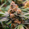 Семена сорта Ghost Chem OG Autoflower fem (Seedkeepers)