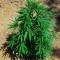 Семена сорта Mind Cantrol fem (Dr. Krippling Seeds)