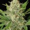 Семена сорта Motavation fem (Serious Seeds)
