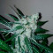 Семена сорта Violet's Wonder Auto fem (Sumo Seeds)
