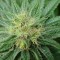 Семена сорта Bubblicious fem (Resin Seeds)