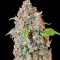 Семена сорта Chronic Thunder fem