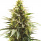 Семена сорта Gelato #33 Fast (Advanced Seeds)