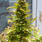 Семена сорта El Alquimista Auto fem (Samsara Seeds)