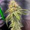 Семена сорта OG Kush Auto fem (Семяныч)