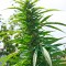 Семена сорта Pink Plant fem