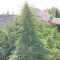 Семена сорта Super Skunk fem (Vision Seeds)