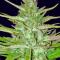 Семена сорта Thin Mint x Sour Pinot Auto