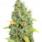 Семена сорта White Widow x Big Bud fem (Female Seeds)