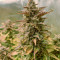 Семена сорта Auto Glueberry O.G. fem (Dutch Passion)