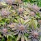 Сорт конопли Blue Widow