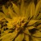 Семена сорта Blueberry Cheesecake fem (Female Seeds)