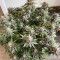 Семена сорта Grandaddy Banner fem (AlphaFem Seeds)
