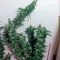 Семена сорта Greenhouse Thai fem