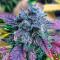 Семена сорта Guava Auto RF3 fem (FastBuds)