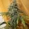 Семена сорта ICE fem (Female Seeds)