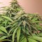 Семена сорта Lemon Garlic OG fem