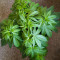 Семена сорта Red Russian XXL fem (Victory Seeds)