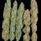 Семена сорта Serious Happiness fem (Serious Seeds)