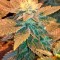 Семена сорта White Widow fem (Dinafem Seeds)