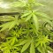 Сорт конопли Amnesia Kush 