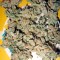 Семена сорта Damnesia Autoflowering fem (Strain Hunters)