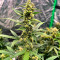 Семена сорта Gorilla Cookies Fast fem (High Speed ​​Buds)